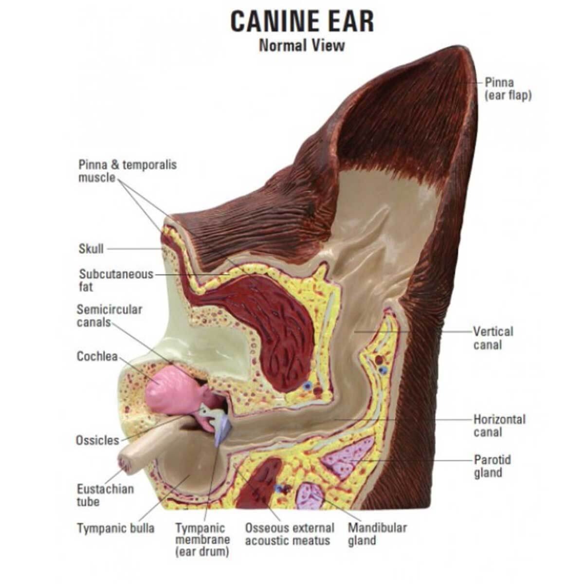 Ørelidelse hos hund være et symptom på Tit ryster den hovedet