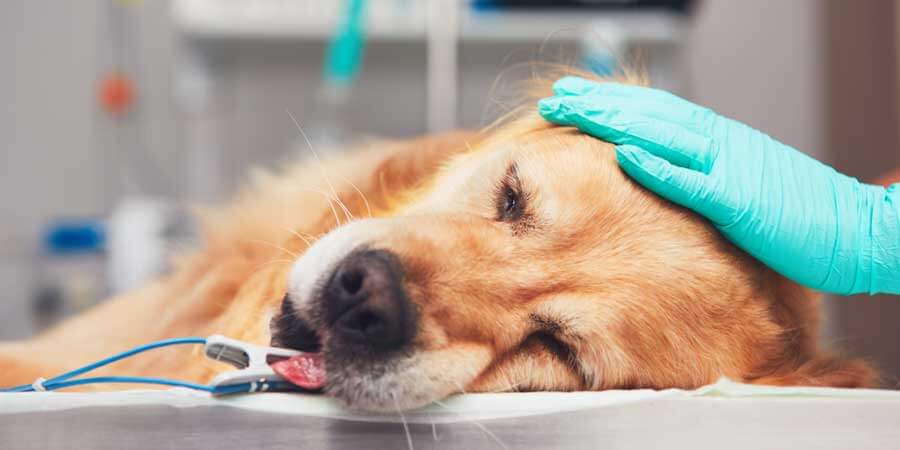 Kastration og sterilisation af din hund trygge forhold