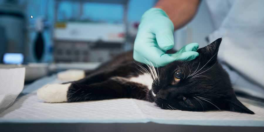 Sterilisering og kastration af katte under forhold